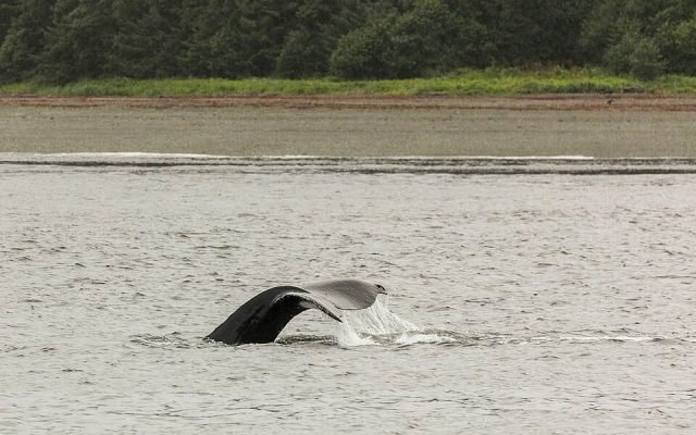 The tail of a diving humpback whale above grey water near a forested shore
