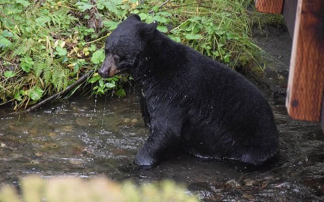 A black bear sitting in a shallow creek beside the boardwalk