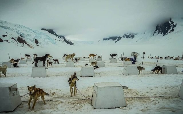 Sled dogs resting at a summer dog camp on the icefield