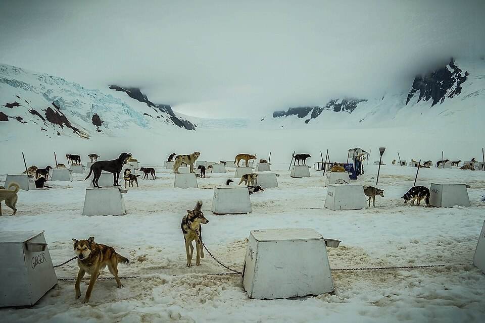Sled dogs resting at a summer dog camp on the icefield