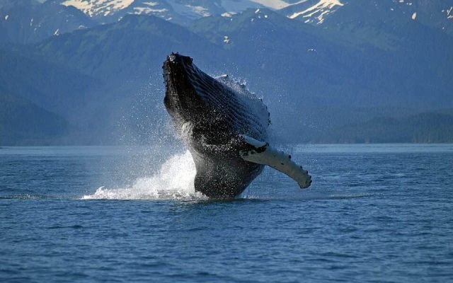 A humpback whale breaching in front of snow-capped mountains near Juneau