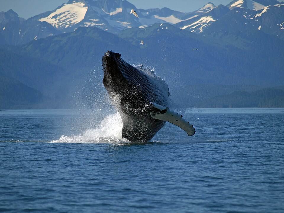 A humpback whale breaching in front of snow-capped mountains near Juneau