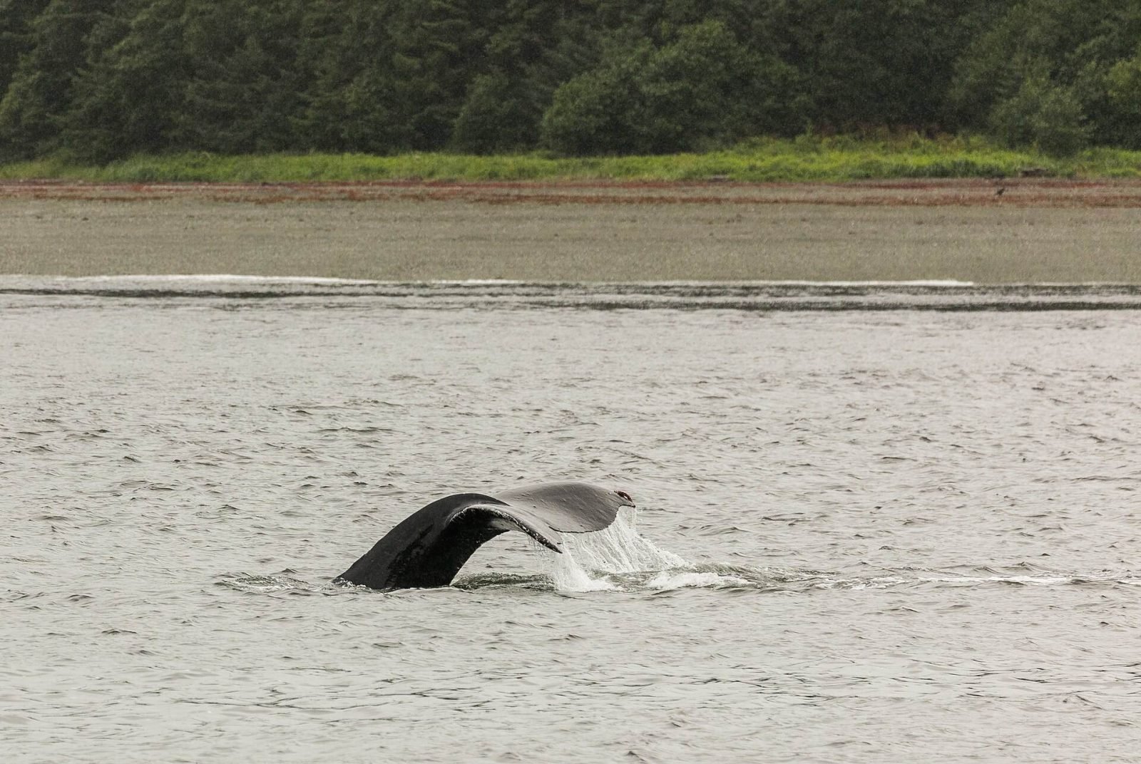 The tail of a diving humpback whale above grey water near a forested shore