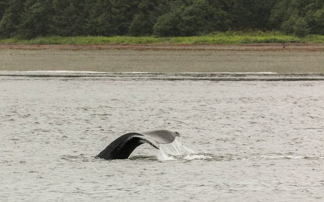 The tail of a diving humpback whale above grey water near a forested shore