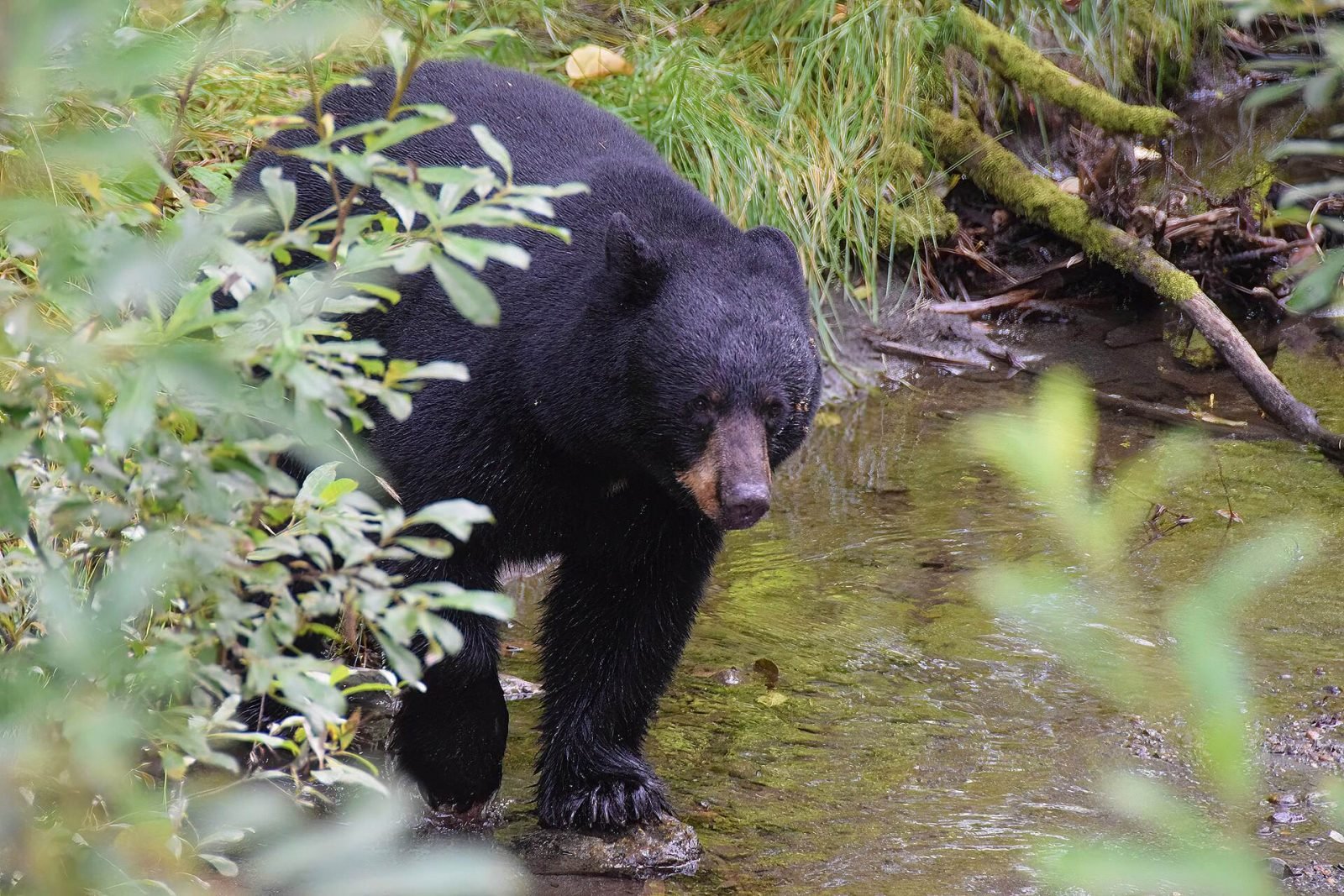 A black bear wading through Steep Creek among green plants