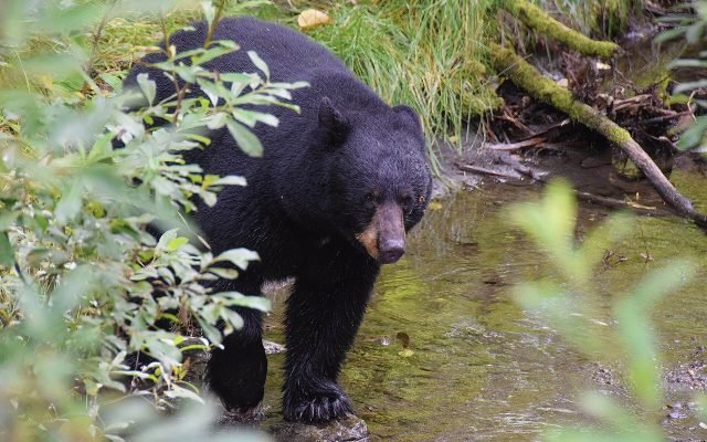 A black bear wading through Steep Creek among green plants