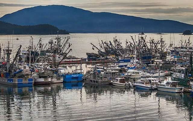 Fishing boats crowded into the harbor at Auke Bay