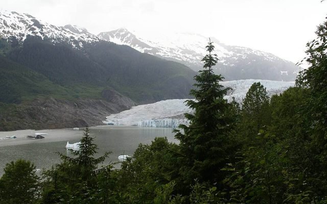 Mendenhall Glacier and lake seen through spruce trees from the East Glacier Loop